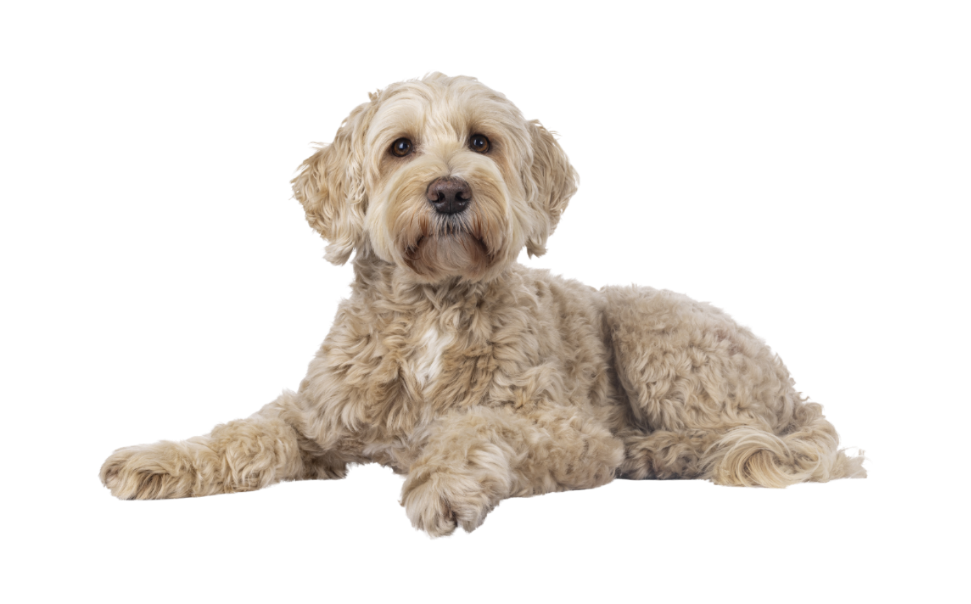 hellbrauner Hund liegt