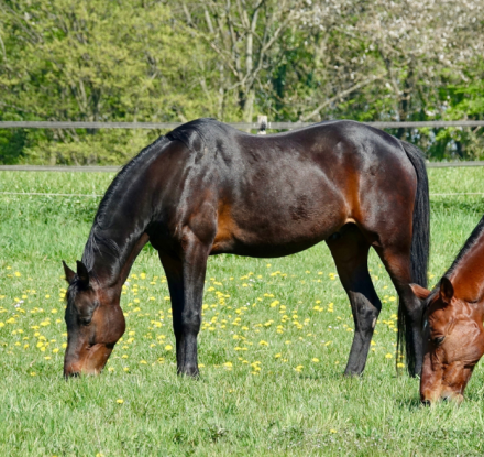 Dunkelbraunes Pferd