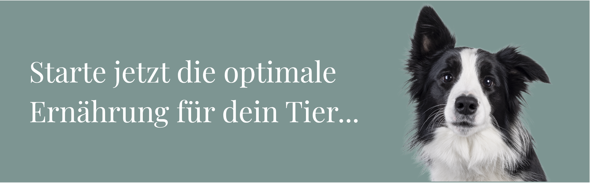 Banner mit Salbei grünen Hintergrund. Starte jetzt die optimale Ernährung für dein Tier! Foto von einem Bordercollie, schwarz weiß.