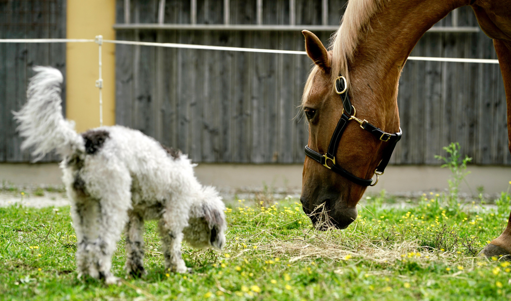 Pudel schwaz weiß, und Pferd 